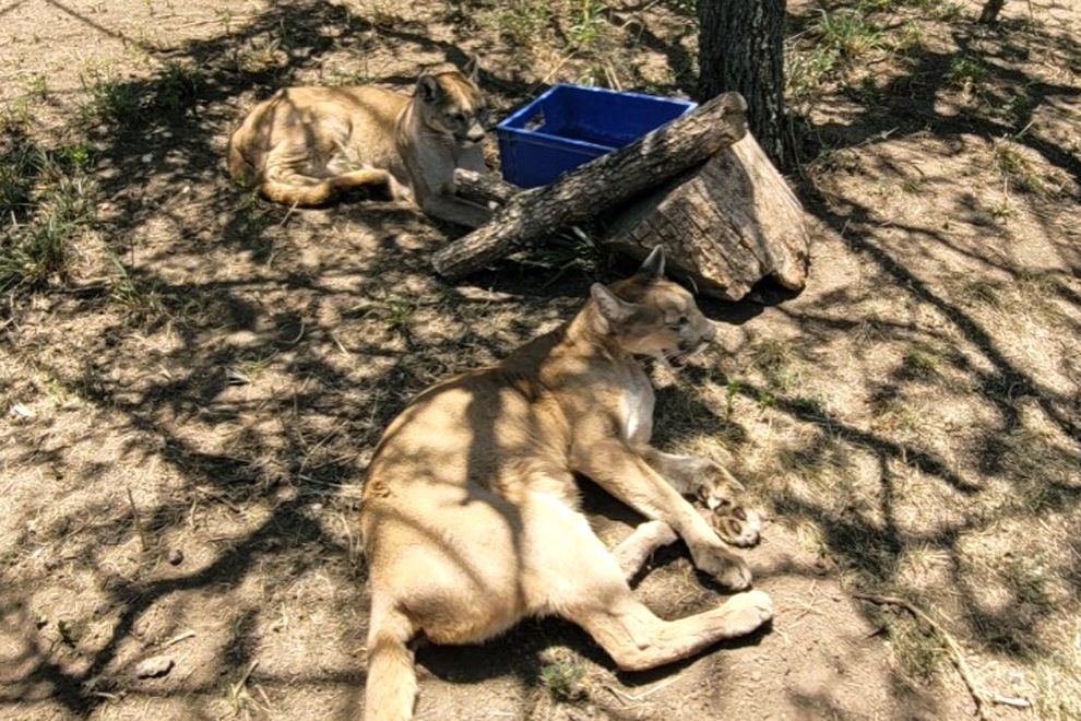 Pumas