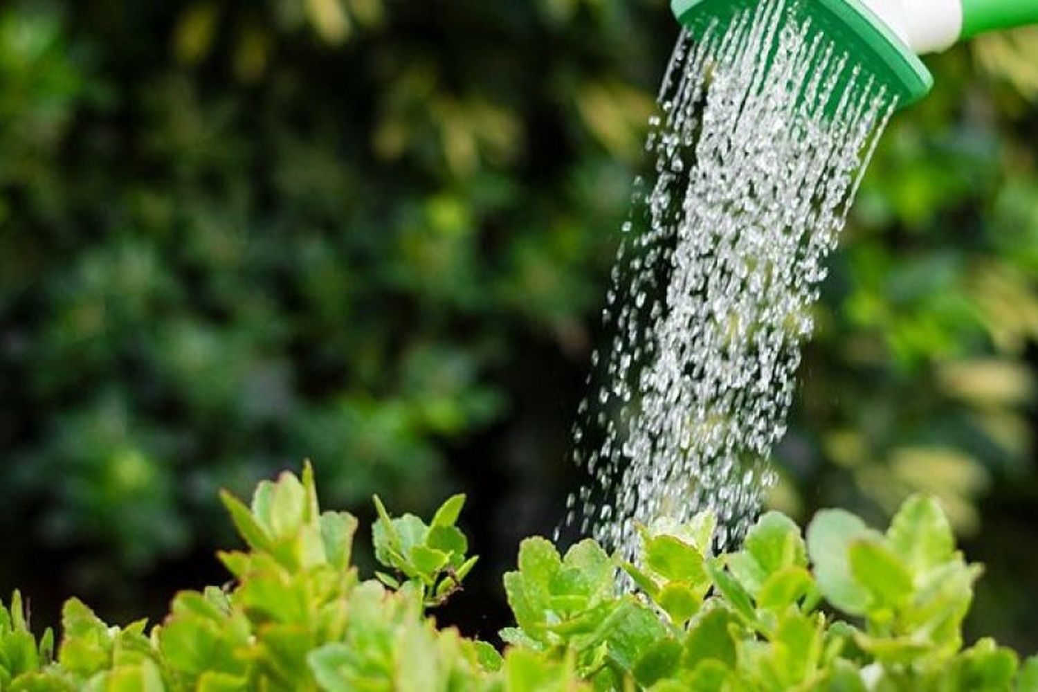 Consejos para regar las plantas y cuidar el agua