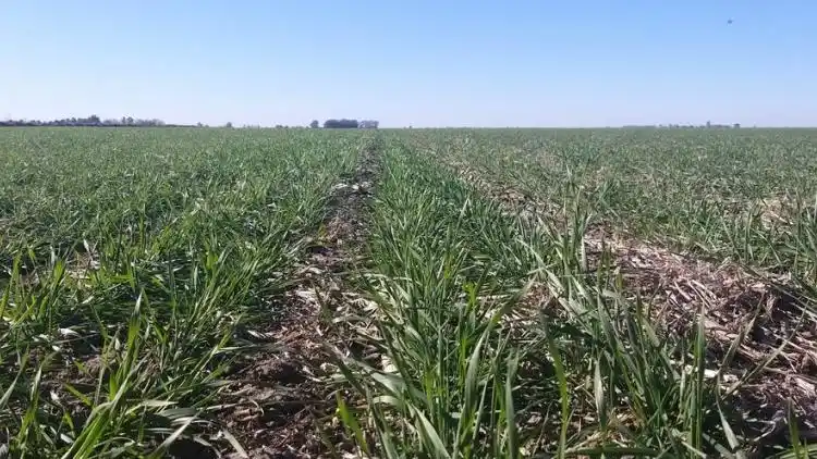Trigo: se perderían 130.000 hectáreas en la región núcleo