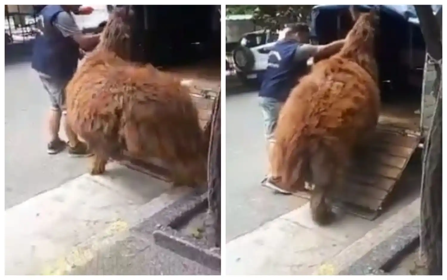 Insólito: Aprovechaban paro de inspectores y ofrecían paseos en llama en pleno Mar del Plata