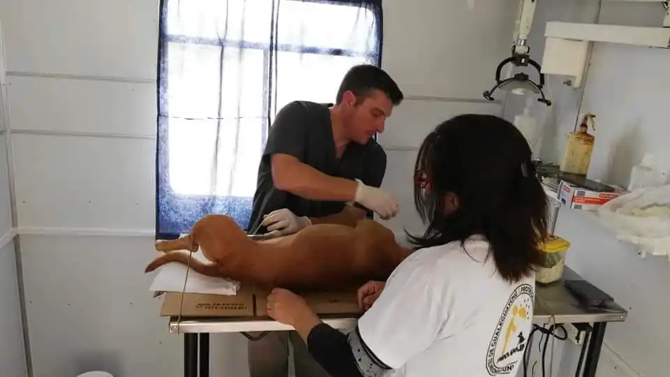 Proteccionistas afirman que los refugios no son la solución para la superpoblación de perros