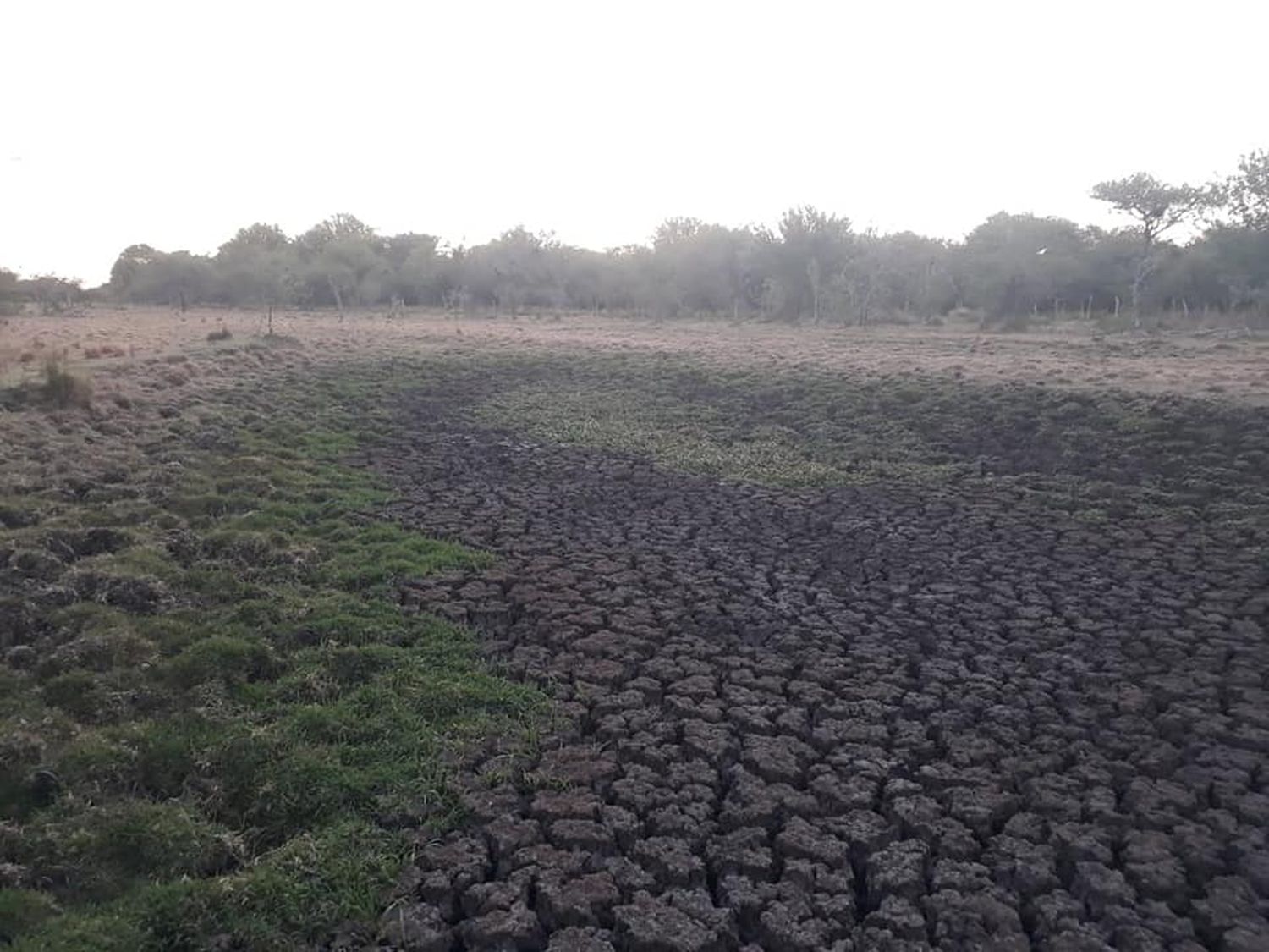 La Sociedad Rural solicita se convoque “urgente” a la  Comisión de Emergencia y Desastre Agropecuario