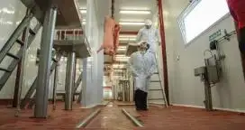 La cadena porcina alcanza volúmenes récord de faena y producción