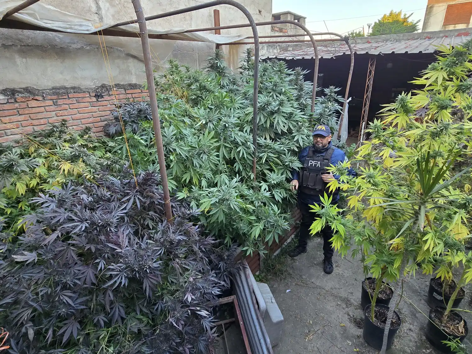 Desbarataron en Tucumán un punto de cultivo y de venta de marihuana.