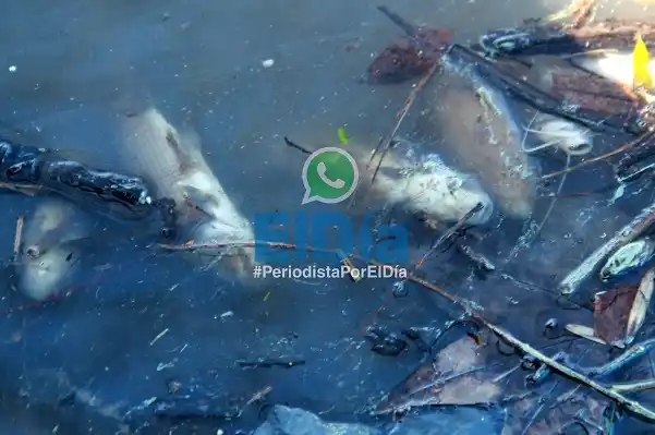 Aparecen peces muertos en el río Gualeguaychú: mirá las imágenes  