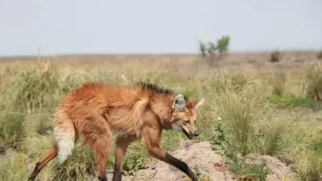 Los últimos registros del animal en la provincia datan del siglo XIX.