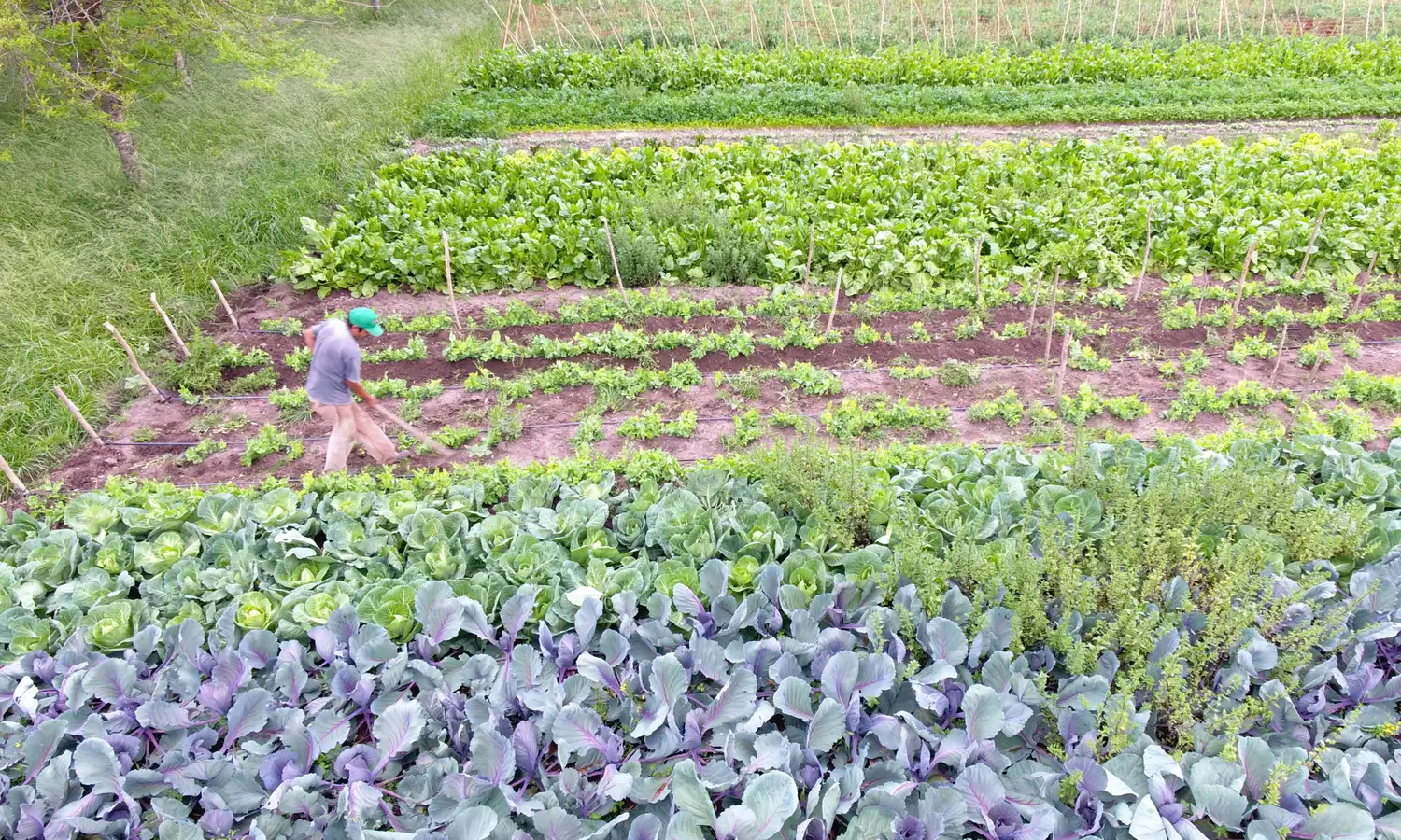 Santo Tomé: Actualización de datos del Monotributo Social Agropecuario