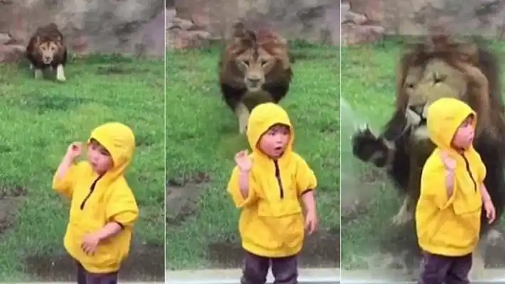 Un león atacó a un nene pero se olvidó que los separaba un vidrio