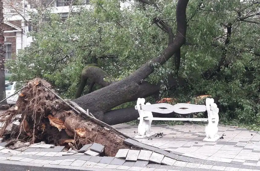 El viento no para: 100 árboles caídos, vidrios rotos y voladura de persianas en Rosario