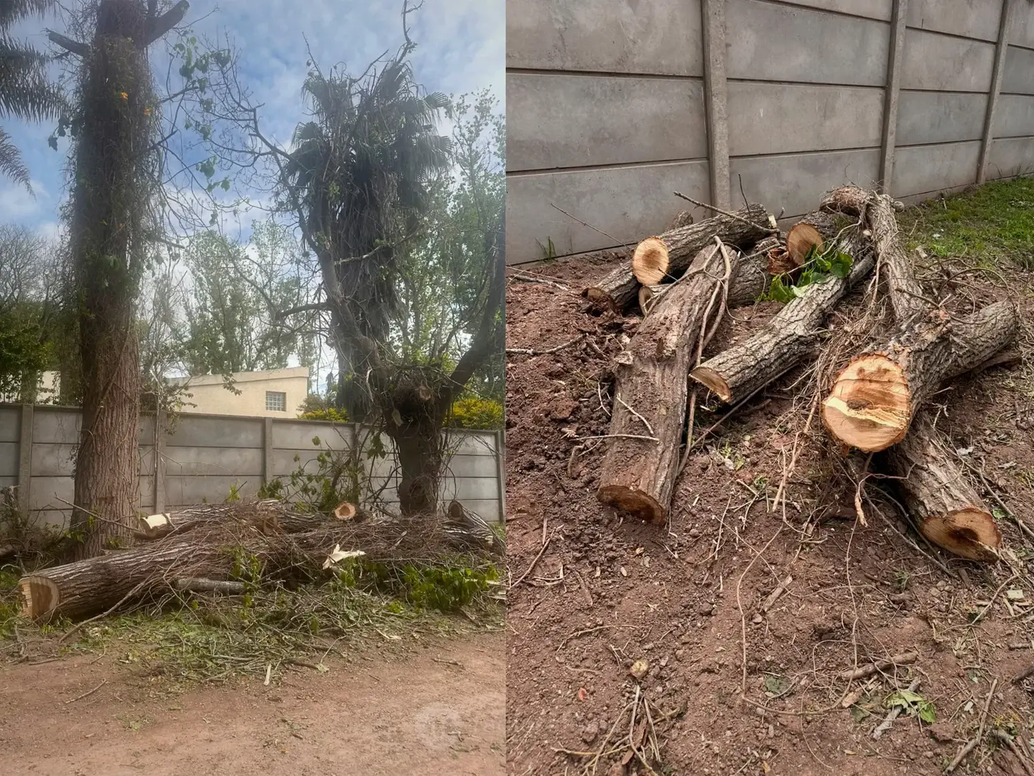 Vecinos denunciaron un “asesinato forestal” en calle Garrapa por la tala de árboles