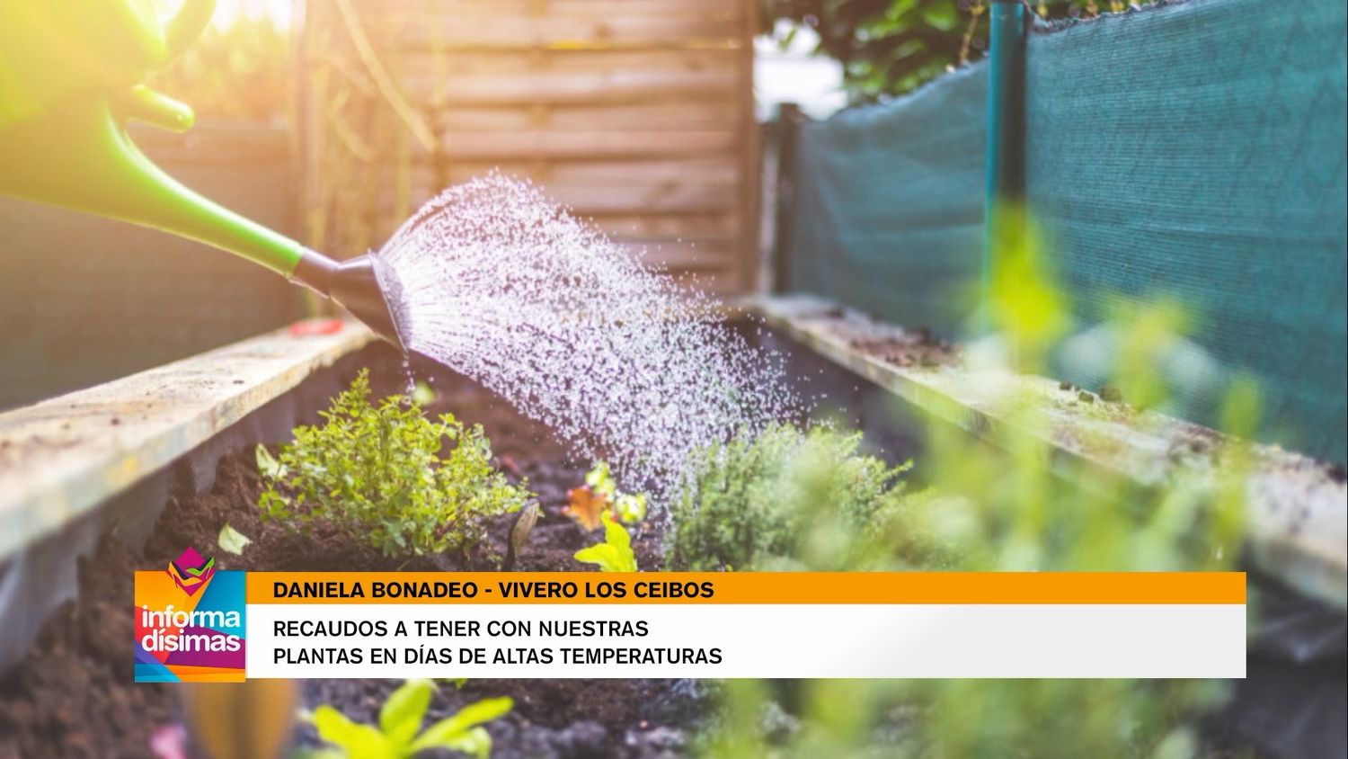 Recaudos a tener con nuestras plantas en días de altas temperaturas