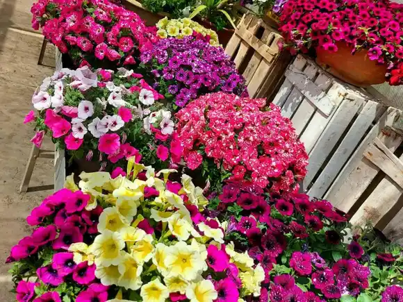 Conocé a la flor estrella de la primavera 2025 y cómo cuidarla sin esfuerzo