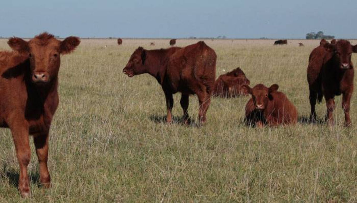 Con sequía o con lluvia, la producción será menor el año próximo