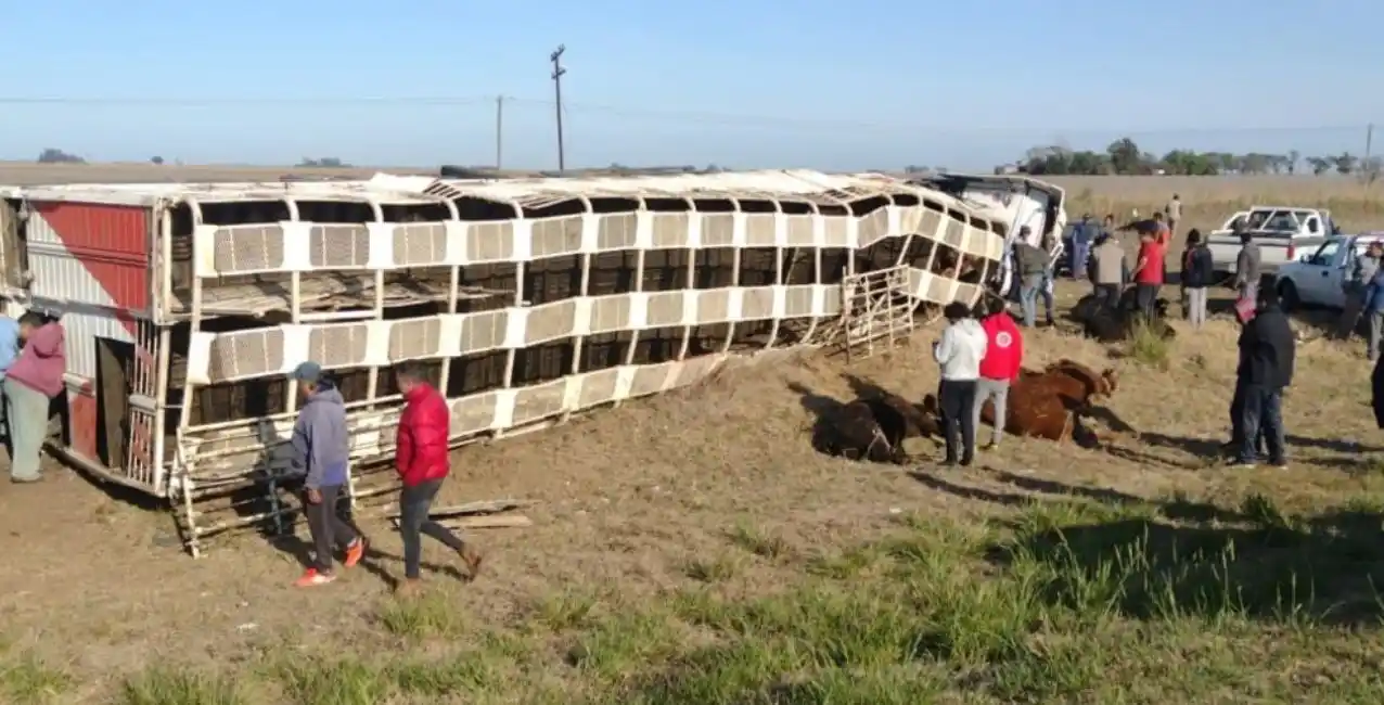 Insólito: un camión que transportaba ganado volcó y los vecinos se llevaron los animales muertos