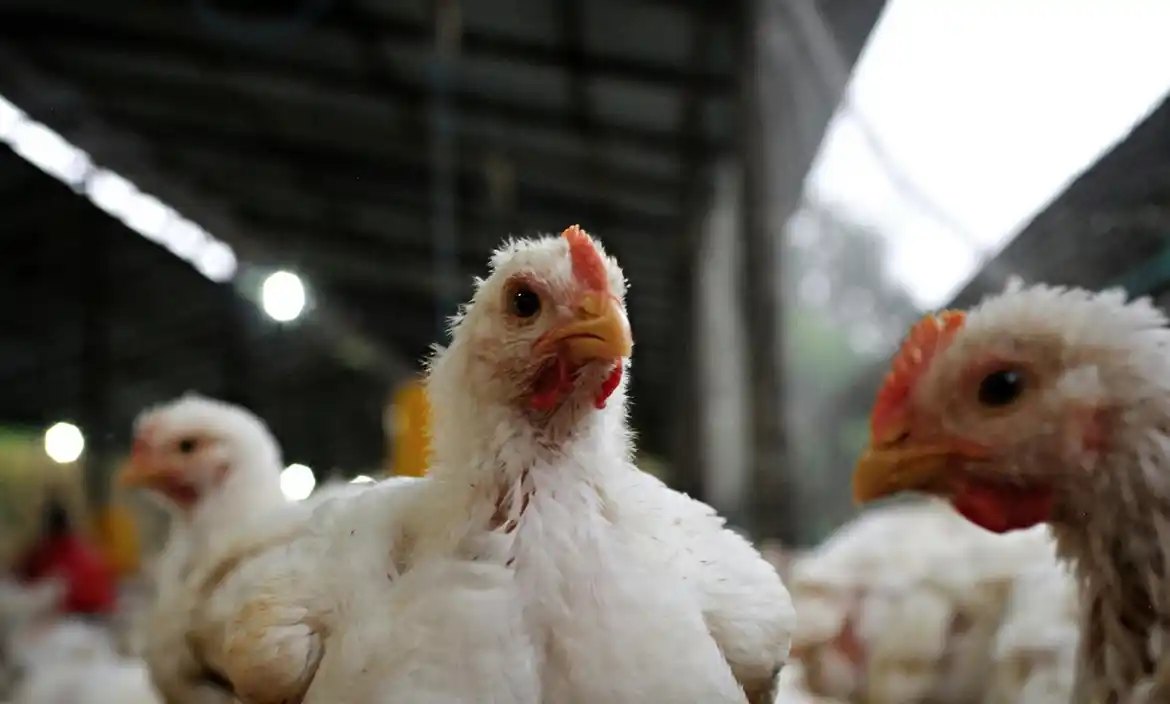 Argentina suspendió sus exportaciones de productos avícolas tras un brote de influenza aviar