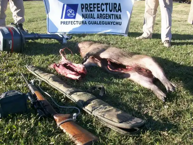 Prefectura secuestró animales faenados y armas