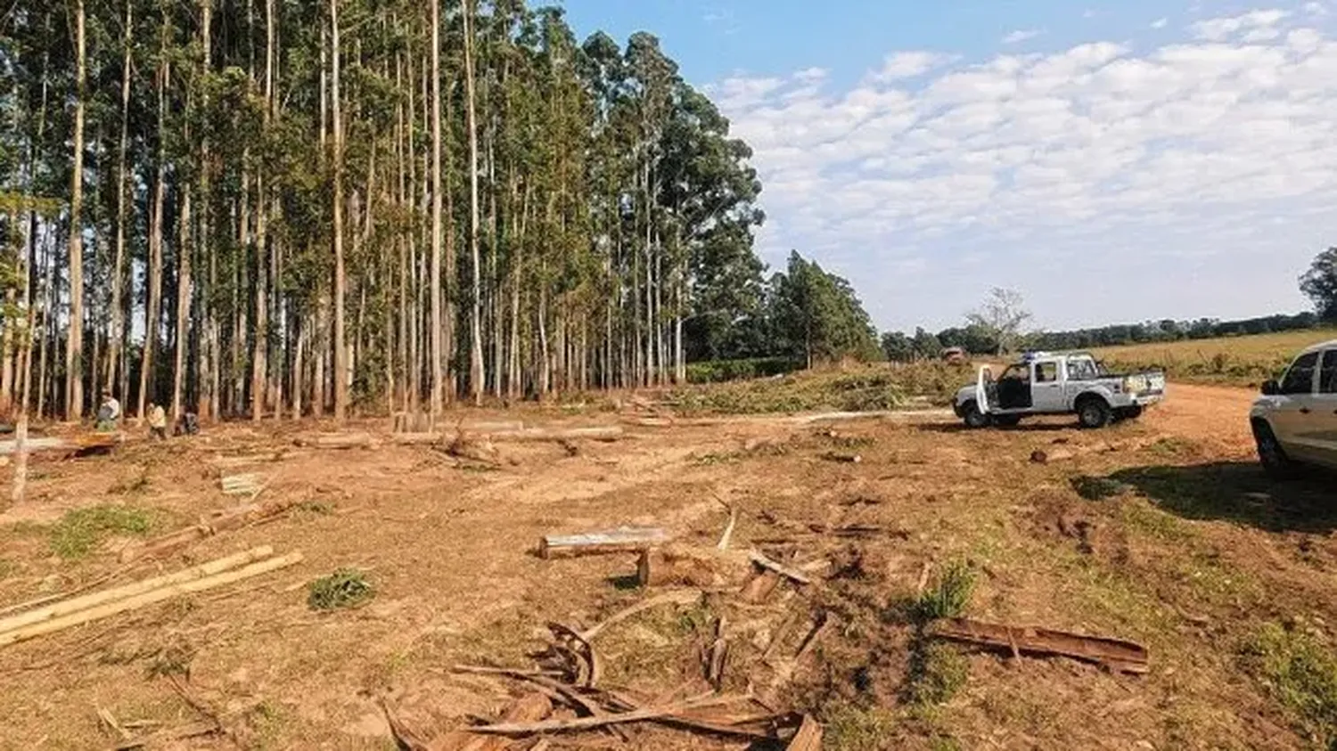 Federación : un trabajador murió aplastado por un árbol