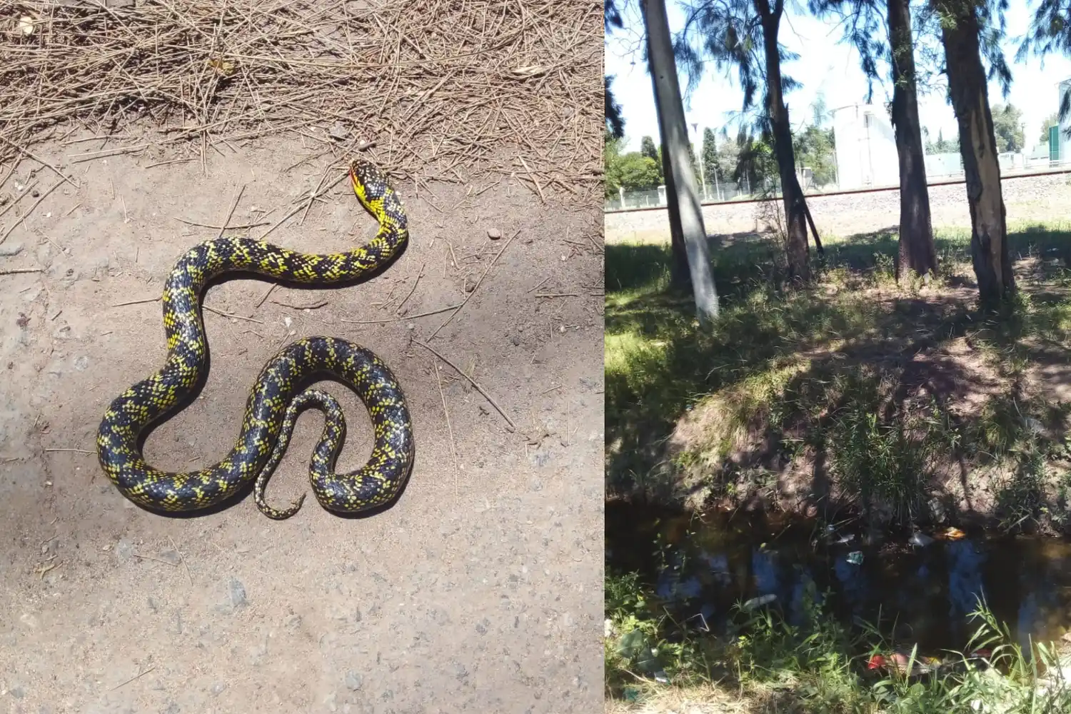 Apareció una culebra de bañado en Los Aromos: “Es inofensiva”