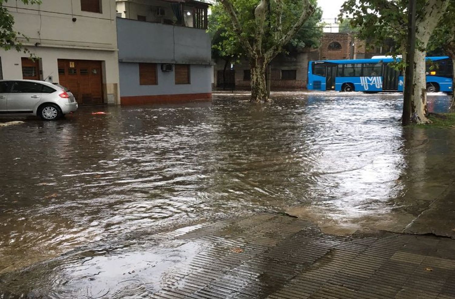 Las fuertes tormentas dejaron consecuencias: árboles caídos y daños en Rosario