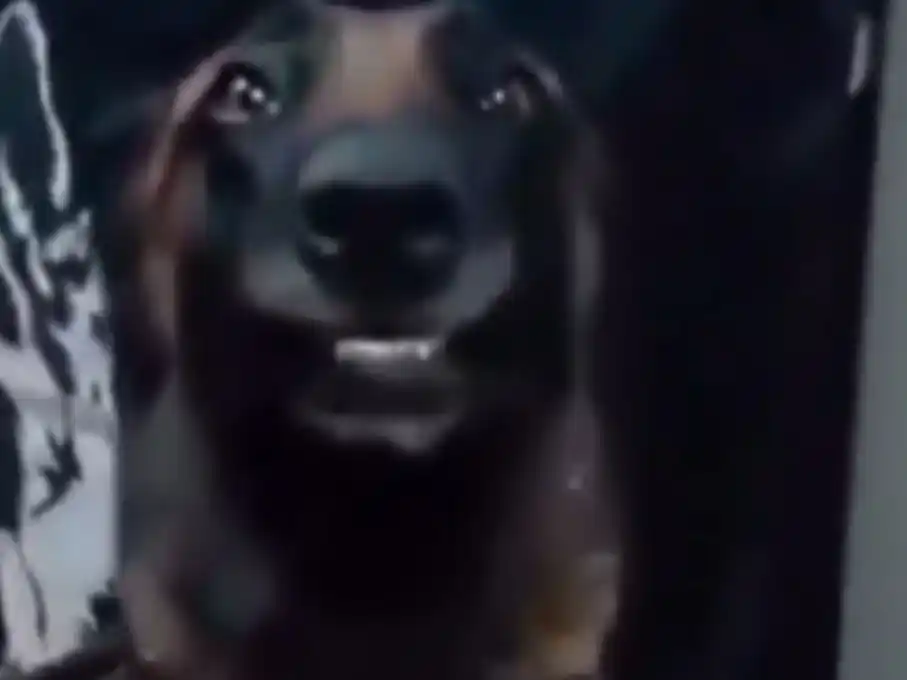 El can policial muestra su satisfacción tras detectar el cargamento.