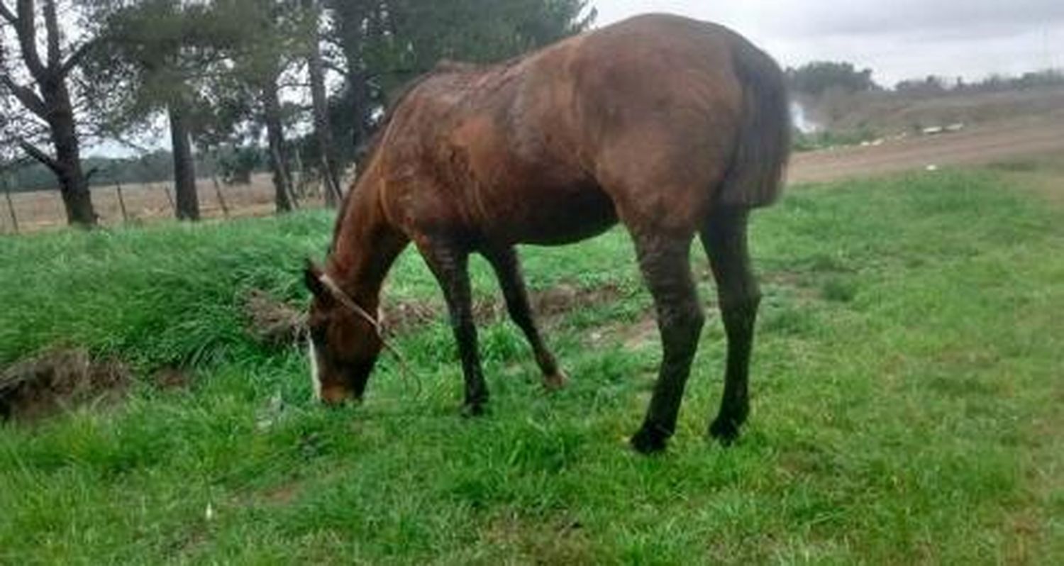 Buscan a este caballo en Río Tala