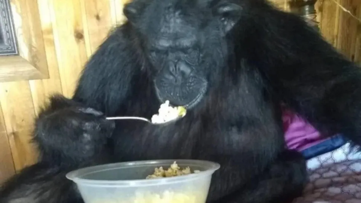 Asesinaron a un chimpancé mascota por morder a la hija de su dueña