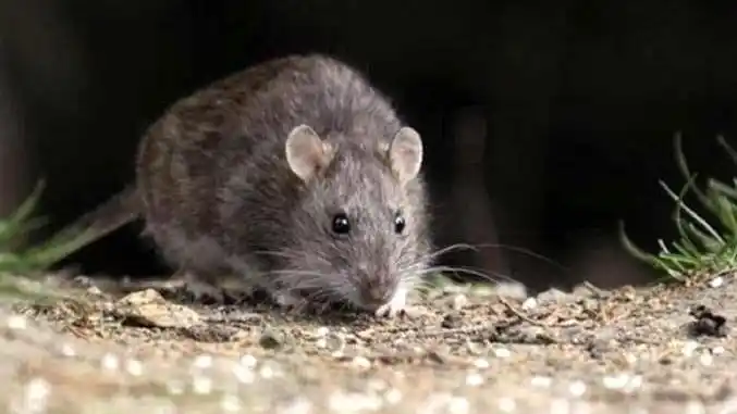 Alerta sobre hantavirus: “La enfermedad es endémica en Argentina y por eso aparecieron casos en Buenos Aires, Salta, Entre Ríos y en el sur del país”