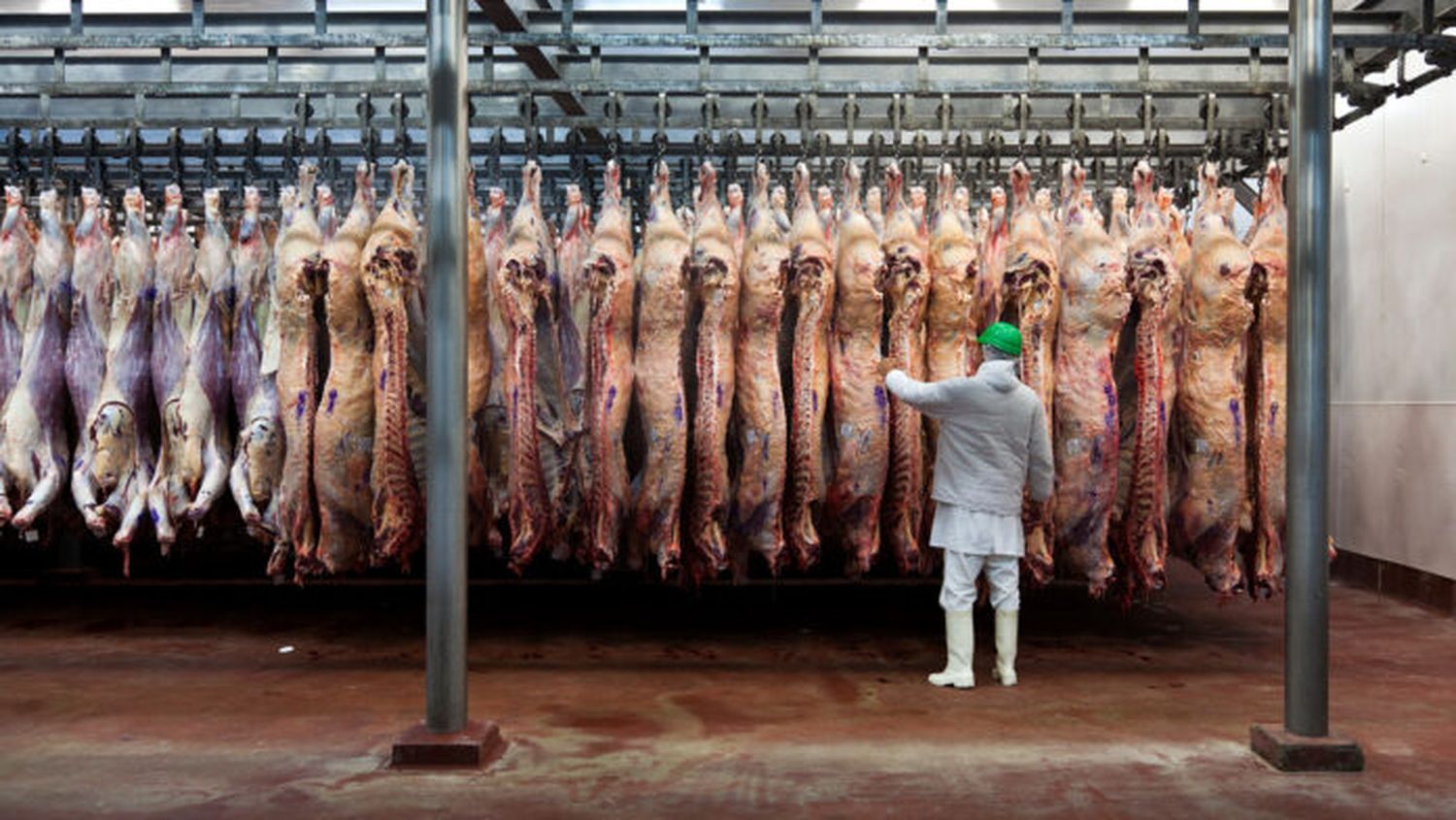 Eliminan una norma que establecía el peso mínimo de faena para bovinos