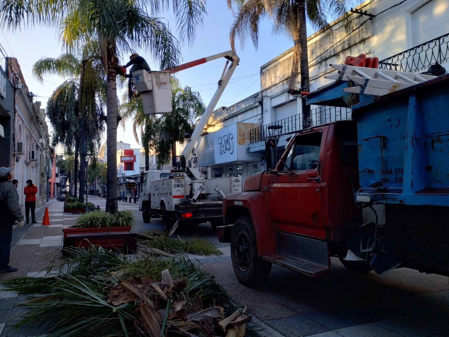 Continúa el mantenimiento del arbolado urbano sobre 25 de Mayo