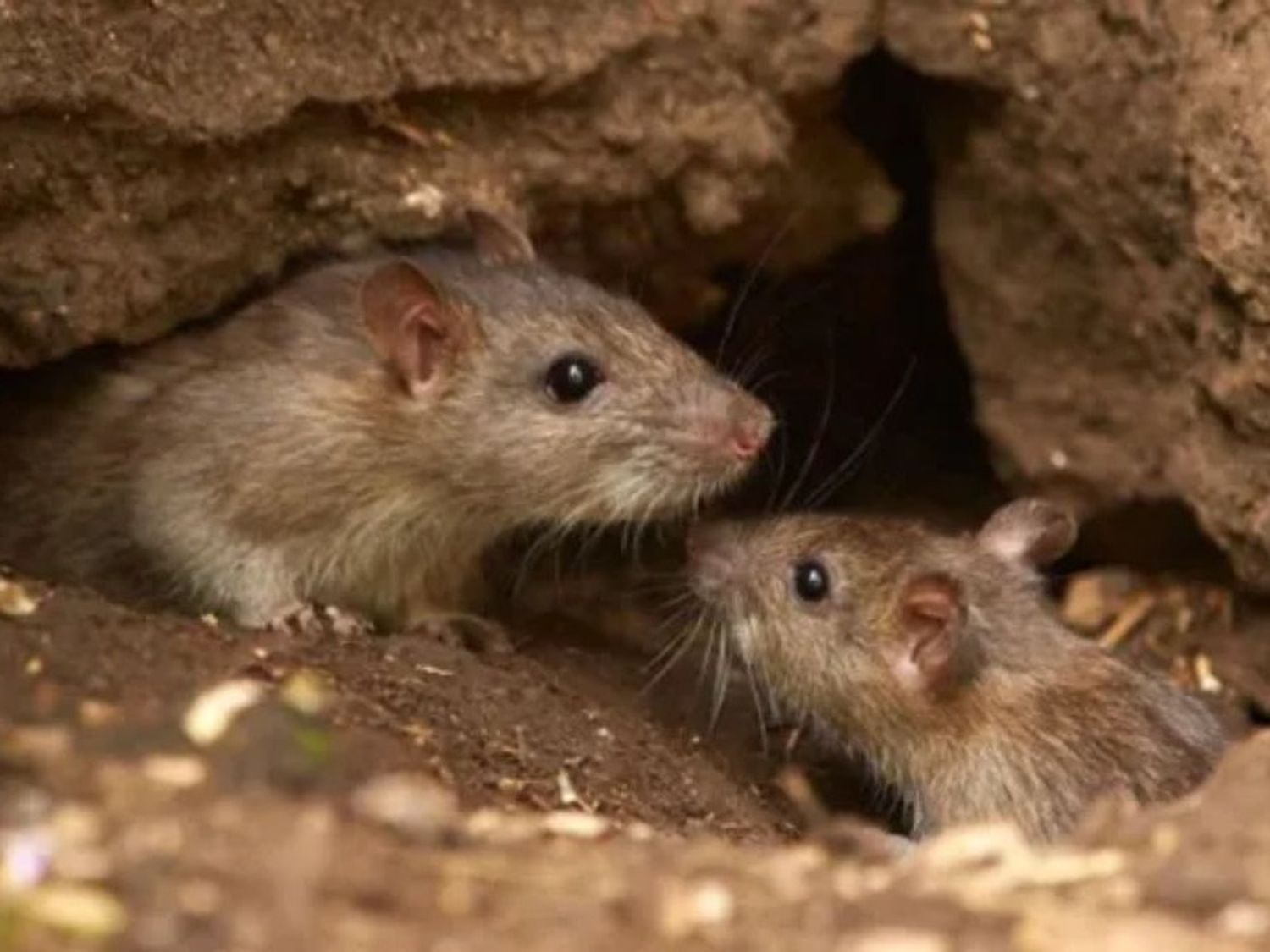 El Ministerio de Salud de Santa Fe informó que un caso fatal de hantavirus