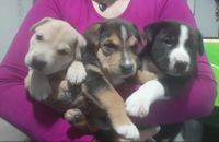 Mascotandil necesita saldar deudas millonarias para seguir rescatando animales