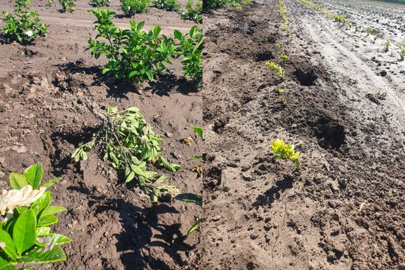 Inseguridad rural: robaron novillos en la zona de Tablas y destrozaron plantaciones de un vivero