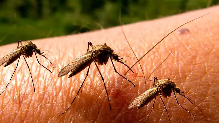 Otra invasión de los "mosquitos del frío"