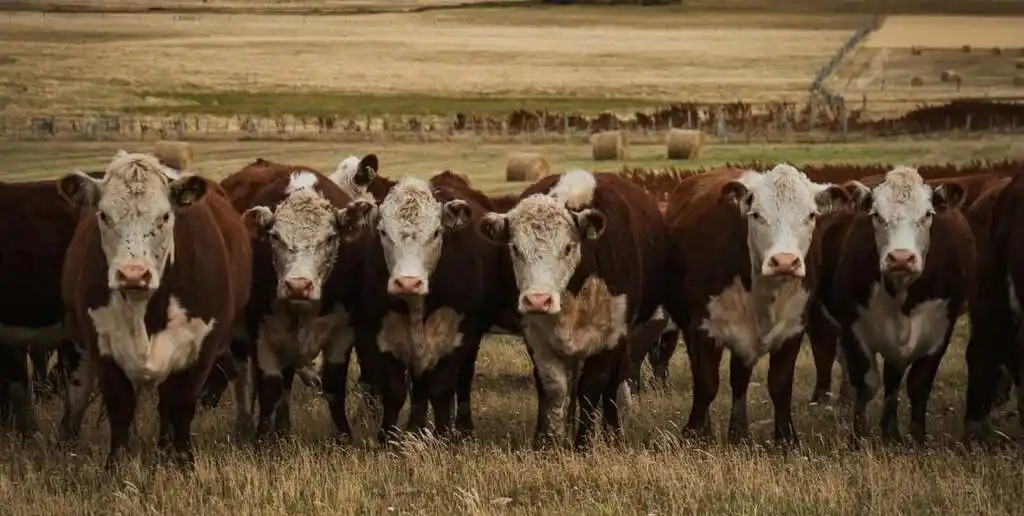 Según indicó Mihlager, el objetivo es que “el público tenga dos jornadas de conocimientos, esparcimiento y vinculación”.