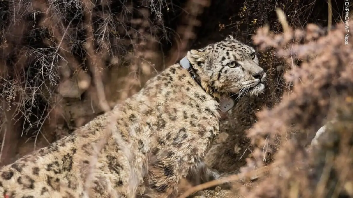 ¡QUÉ SUSTO! Leopardo mascota siembra pánico en barrio de la capital de Pakistán (+Video)