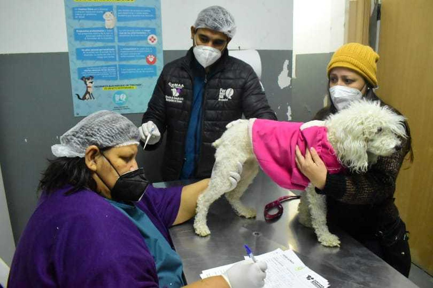 Siguen los servicios gratuitos de castración de animales y atenciones clínicas básicas