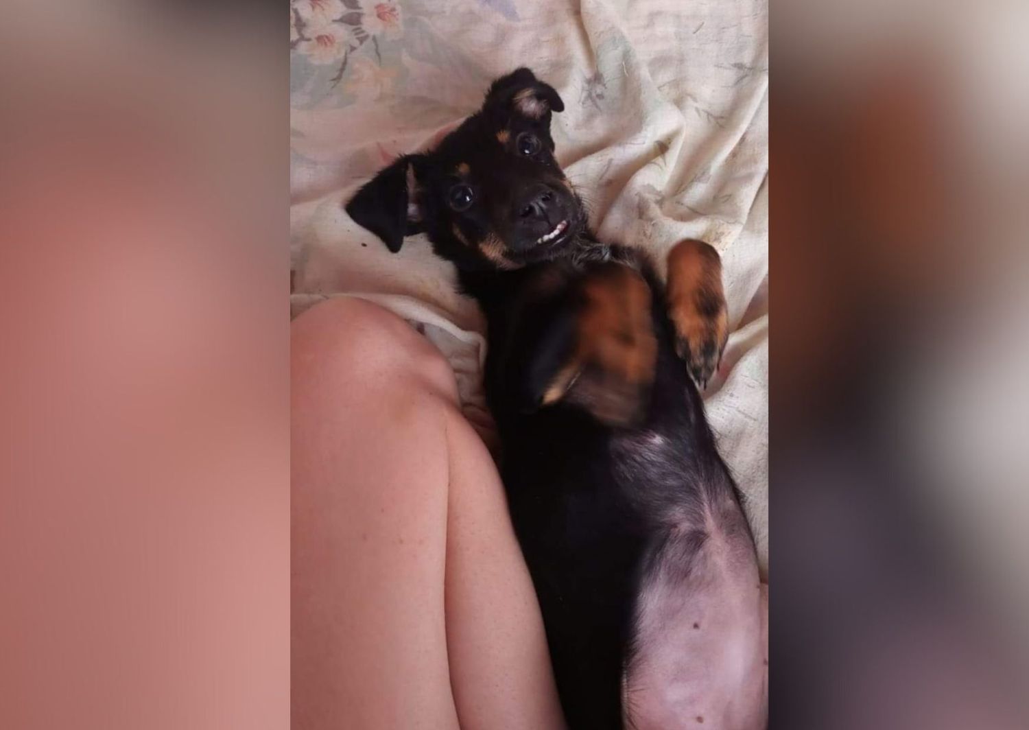 Mascotas: buscan a Fiona