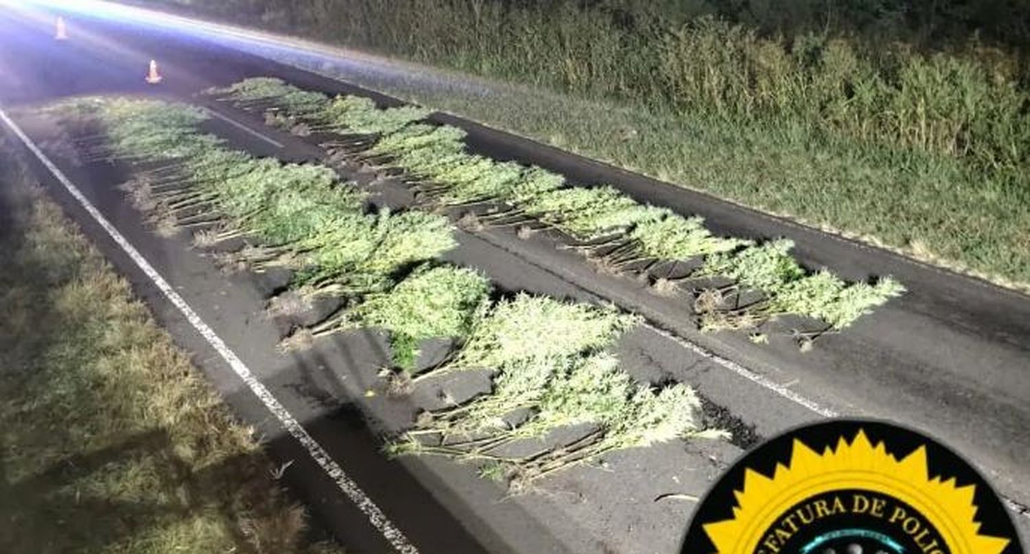 Descubrieron una plantación de marihuana sobre la banquina de la Ruta 39