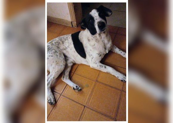 Buscan a Charly