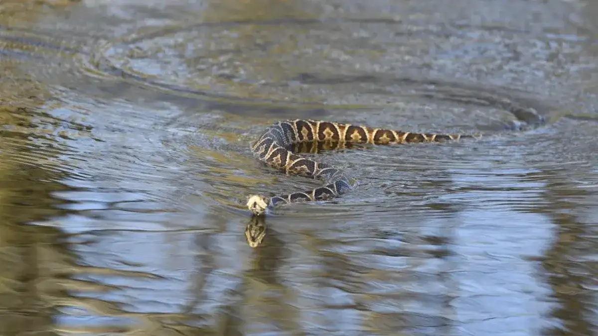 Alertan por la posible presencia de yararás ante la suba del río