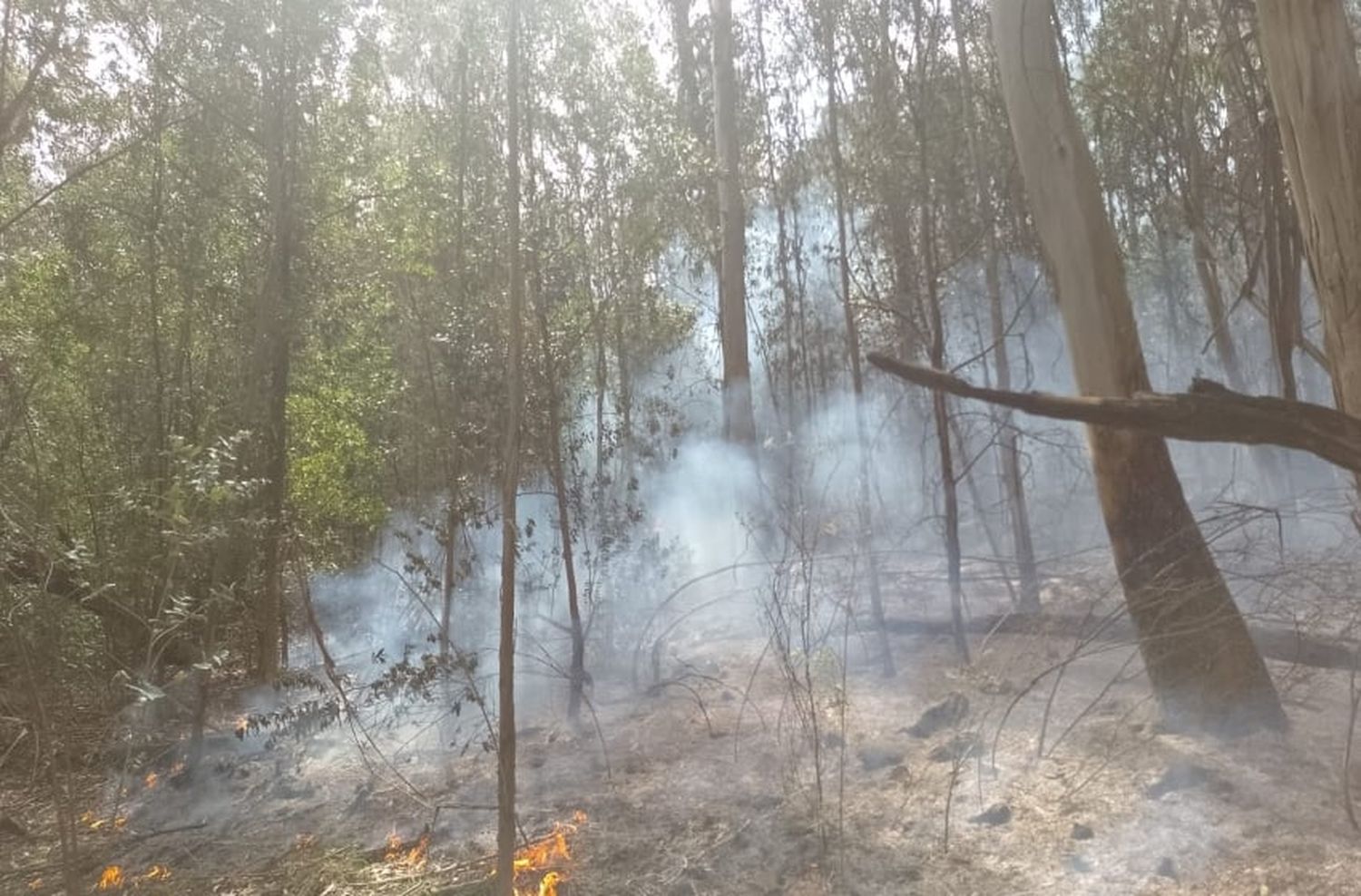 Peligroso incendio forestal en Sierra de los Padres