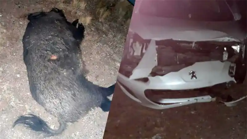 Una familia chocó contra un jabalí y ahora presentará demanda por casi un millón de pesos