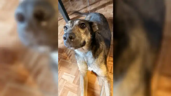 Encontraron esta perrita en alrededores de Mitre y Juan B. Justo