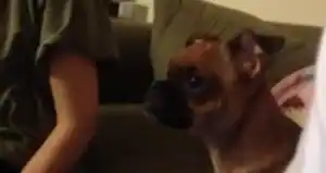 Cachorrito se emociona y llora al ver El Rey León