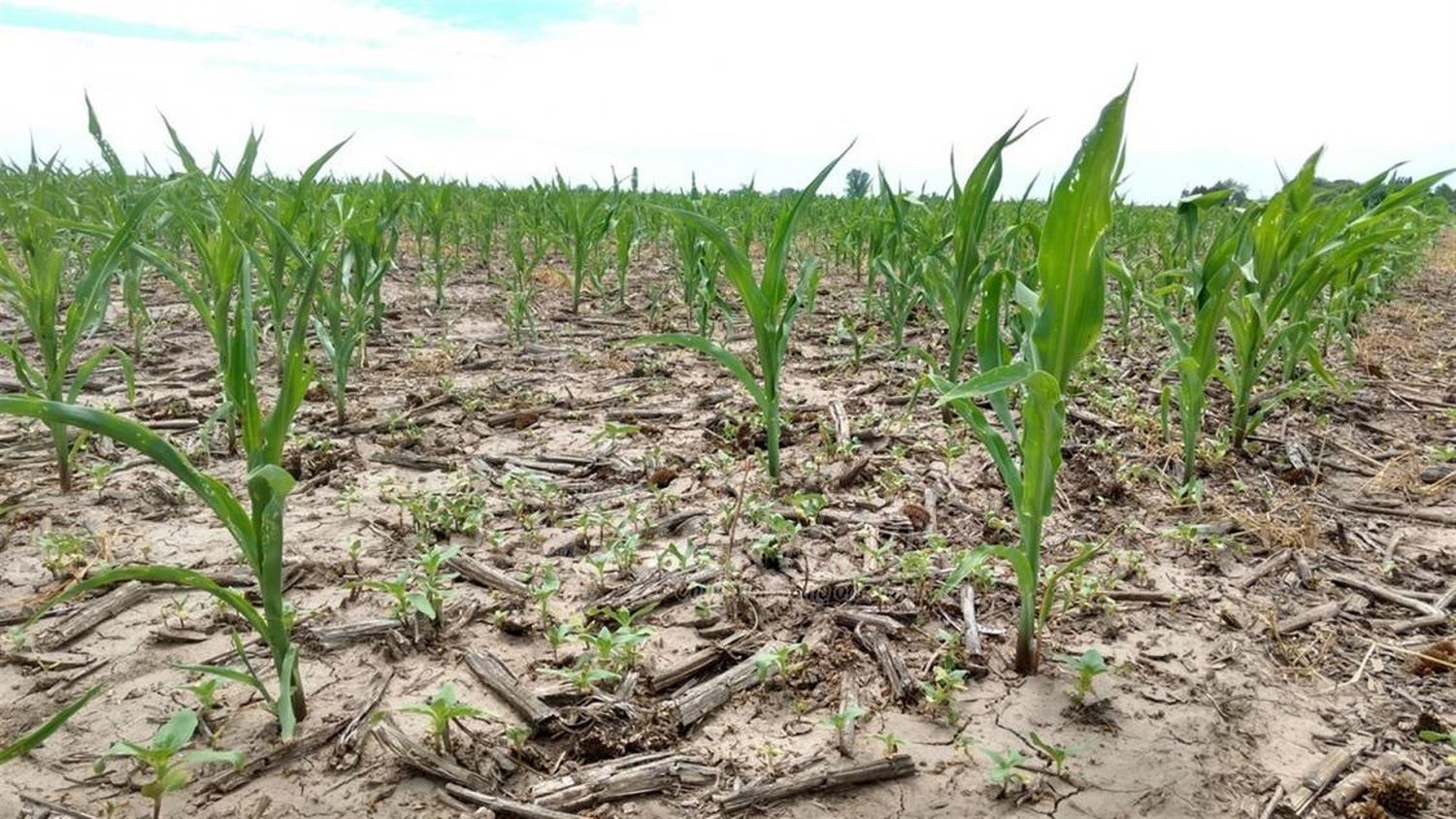 Santa Fe declaró la emergencia agropecuaria para todo el territorio provincial