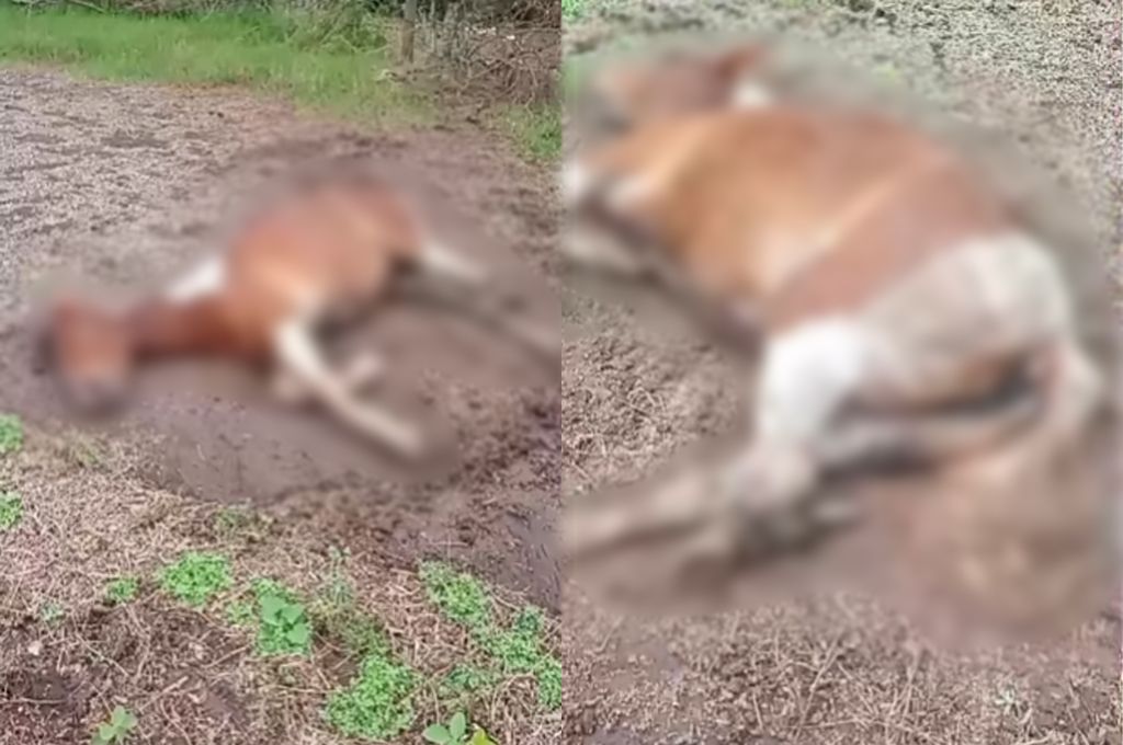 Grave denuncia en redes sociales por la muerte de una yegua herida sin asistencia