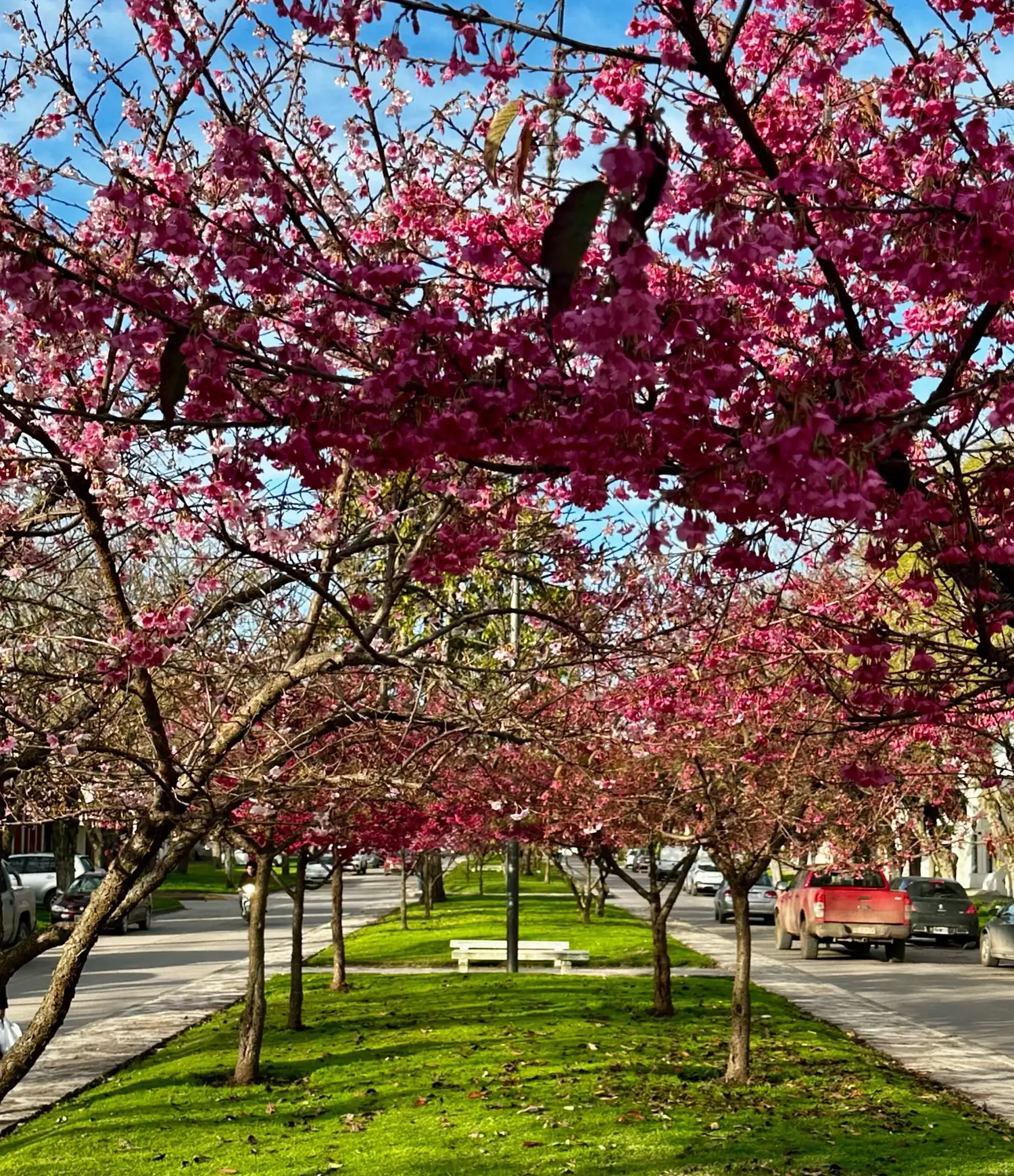 Florecieron los sakura en Chascomús: la belleza japonesa que tiñe de rosa la avenida Lastra