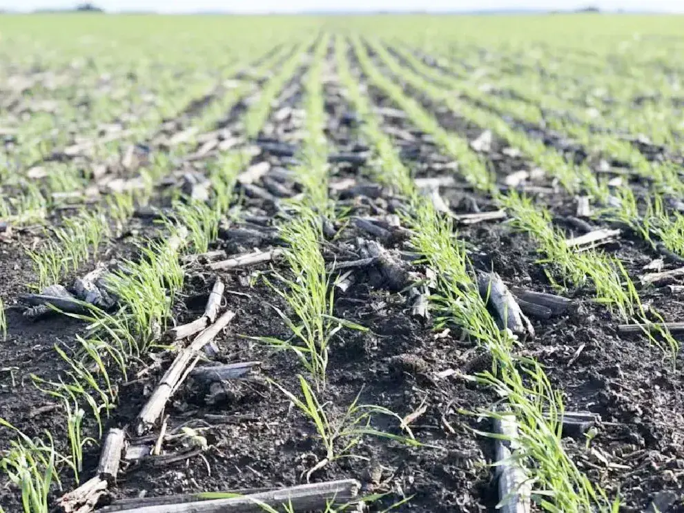La siembra de trigo entra en su tramo final mientras avanzan la cosecha de maíz y sorgo