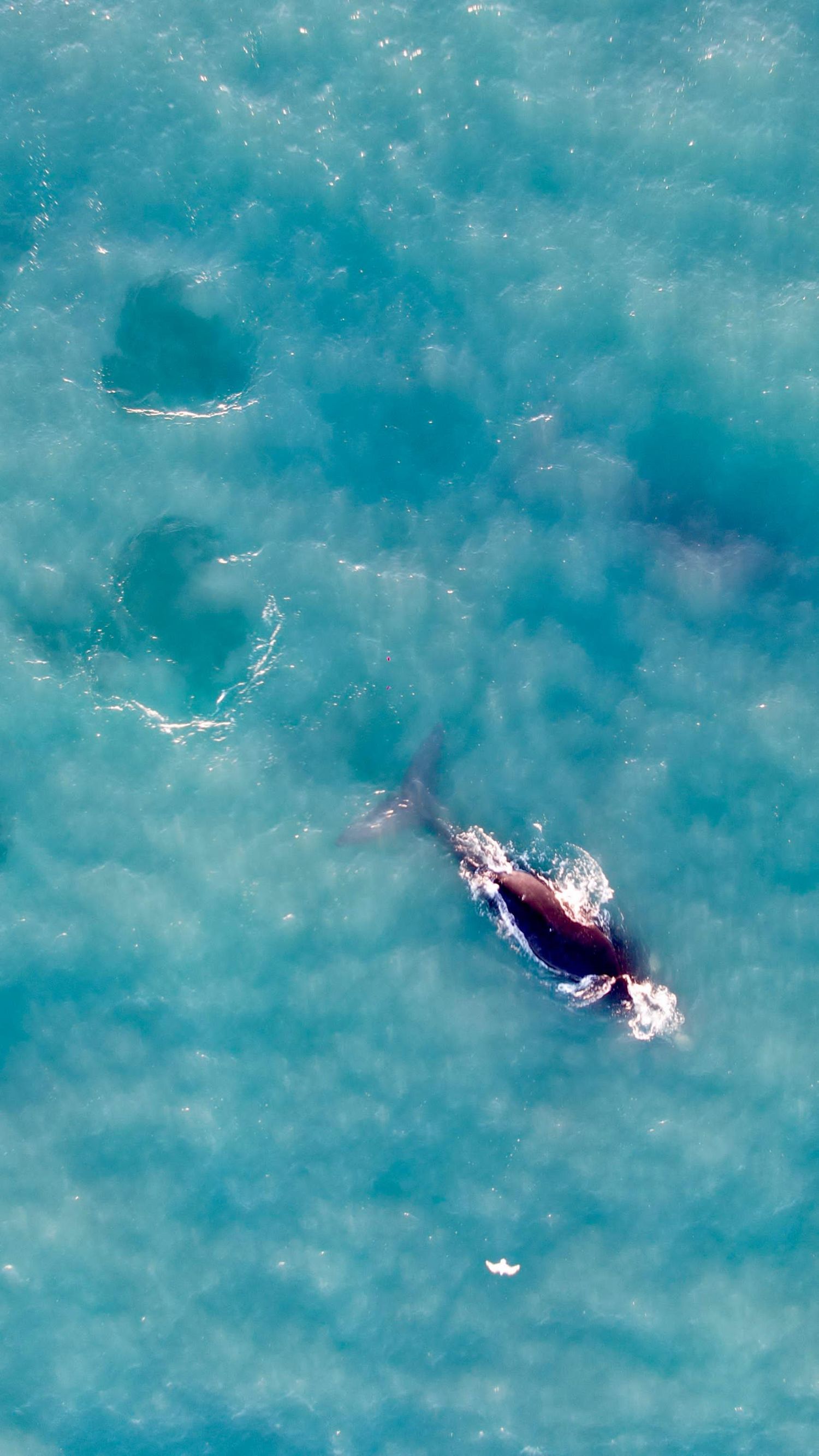 Así pasaban las ballenas por la costa de Mar del Plata