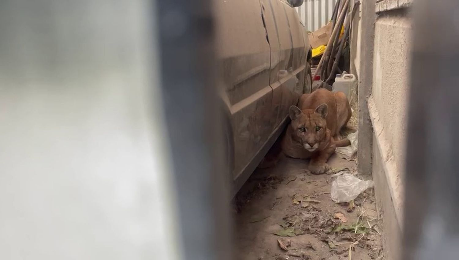 Una mujer de Juan N. Fernández entró a su garage y se encontró un puma